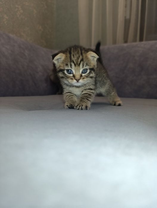 Котята Британские