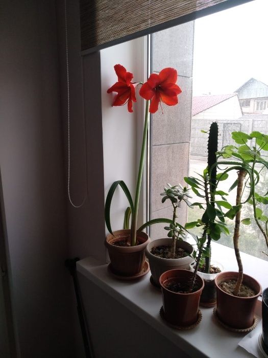 цветы в горшках разные