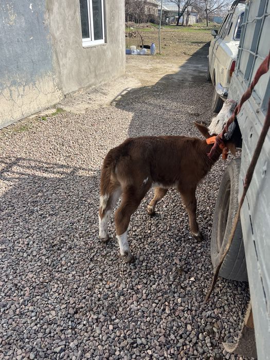 Ona bola sigir bolasi urgʻochi 20 mln kami bor