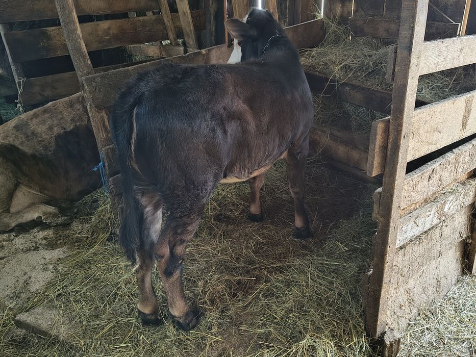 Vind o vițică de 4 luni jumate frumoasă