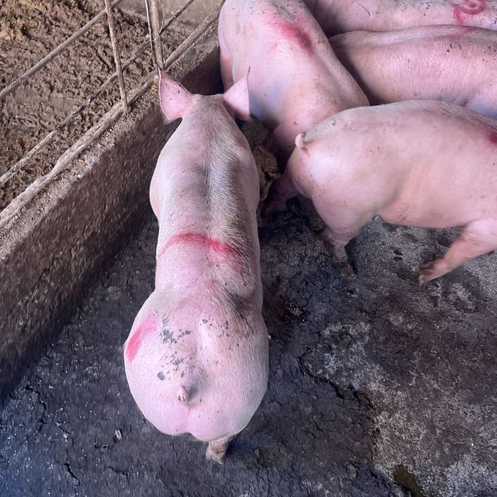 Продавам прасера 60,70 кг