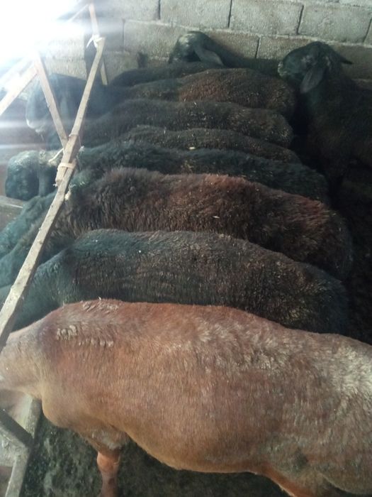 Қошқар сатылады Қурбан айтқа