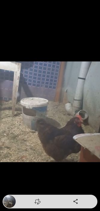 Срочно продам 2 квочки чёрный австралорп