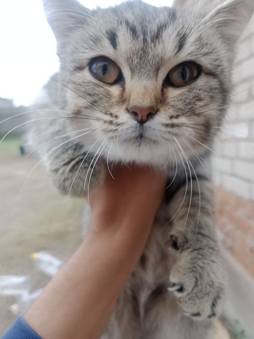 Отдам кошку в добрые руки