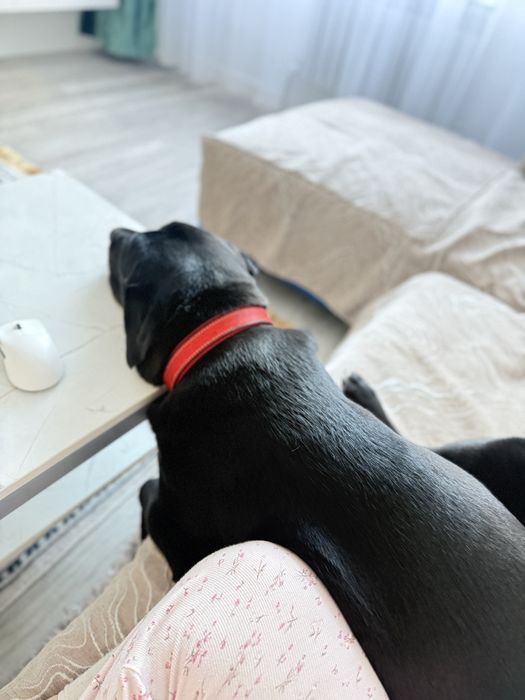 Красавец лабрадор ищет даму для вязки