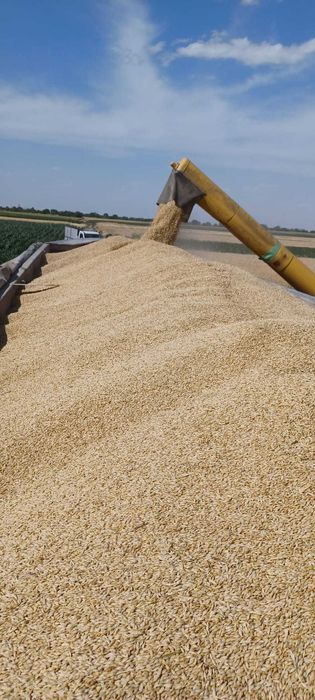 Vand amestec de cereale (mix) sau uruiala