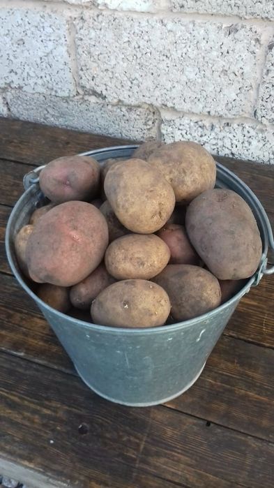 Продам Картофель