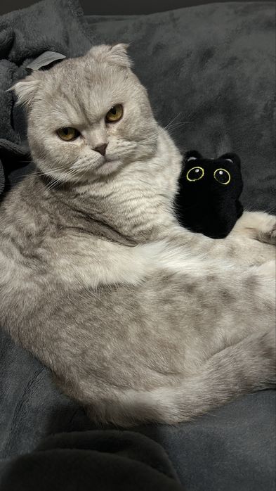 Вязка скотиш фолд