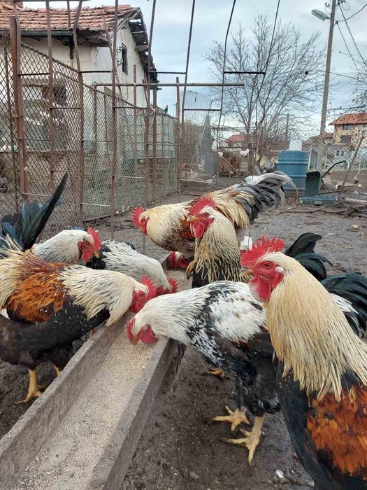 Продавам ярки петли пуйчета