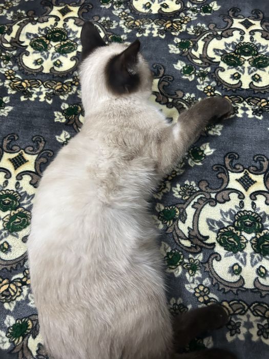 Siyamski 3 oyli ogil bola