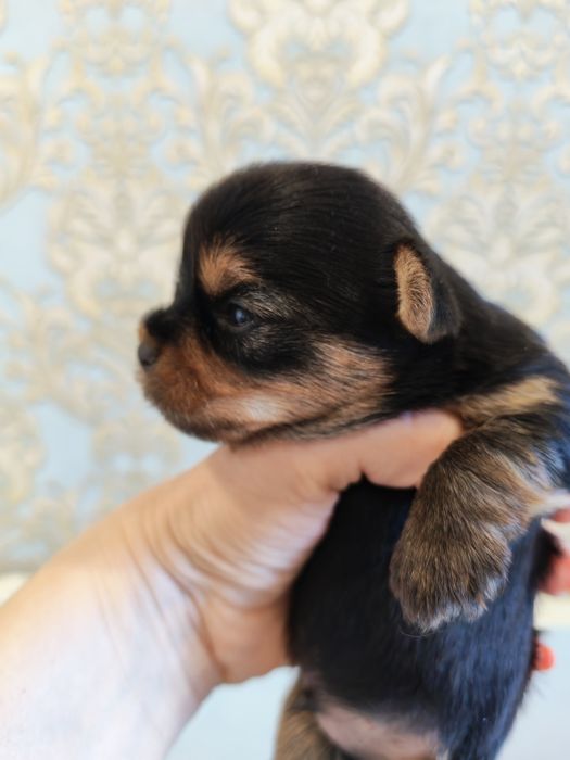 Щенки Йоркского терьера