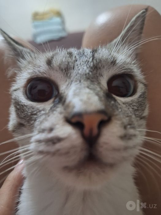 Котёнок сиямский