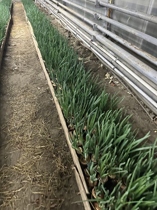 Зеленый лук Актобе