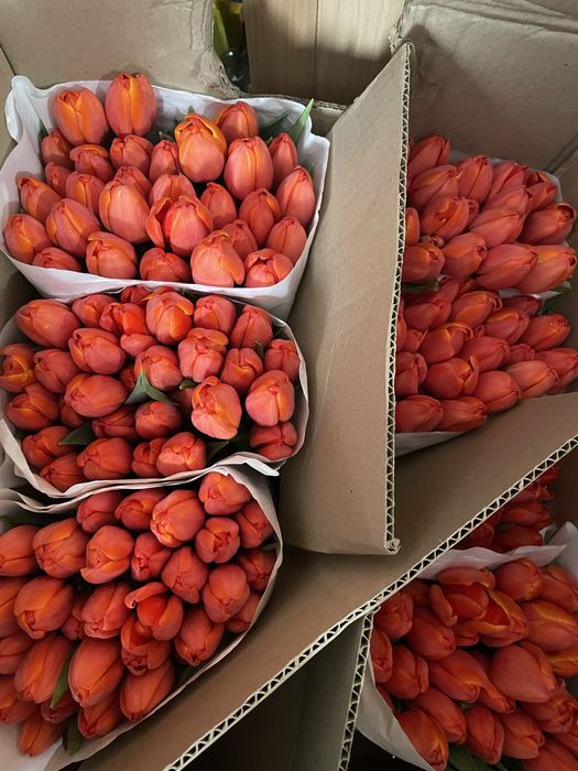 Тюльпаны 800 на как кск каибекова 373