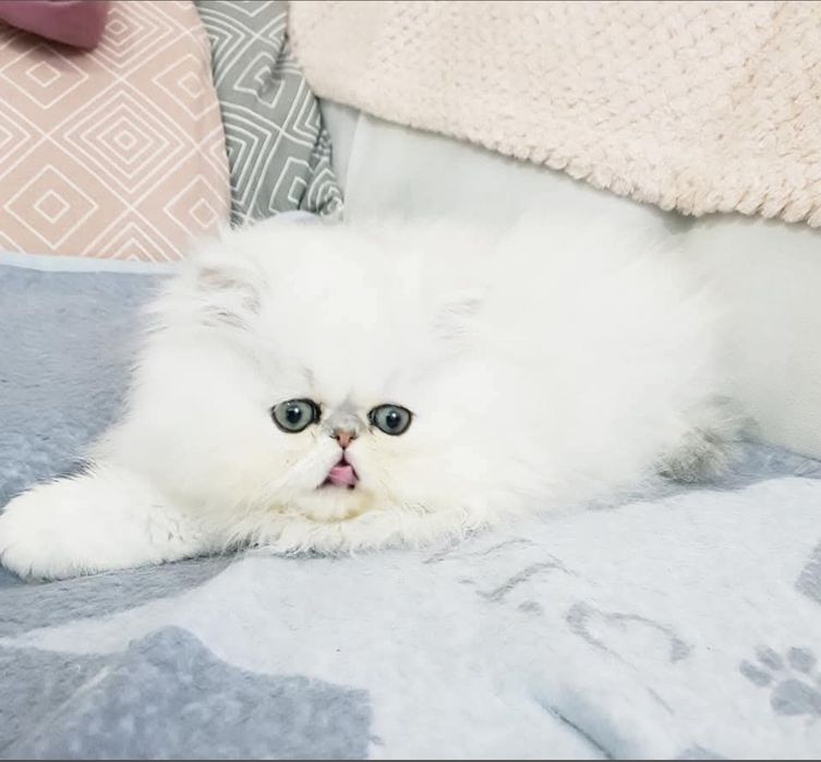Persana chinchilla white silver