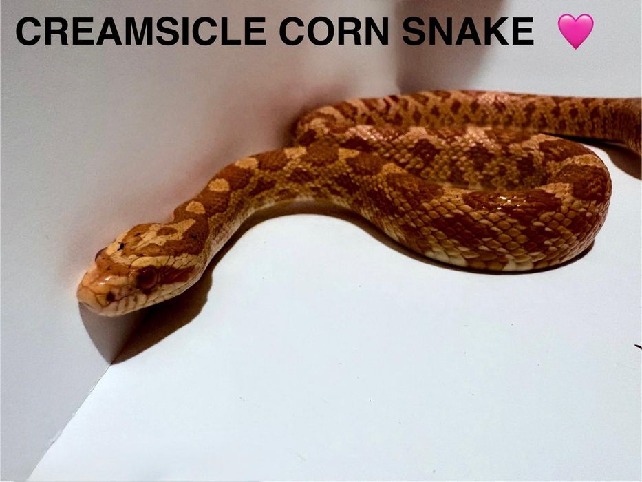 Corn snake cauta casa noua