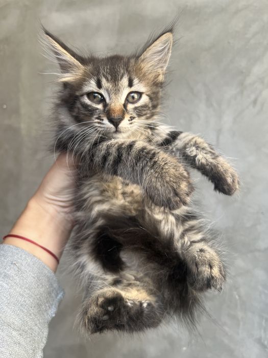 Подарявам женско коте на 1 месец