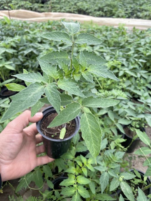 Ранен разсад домати