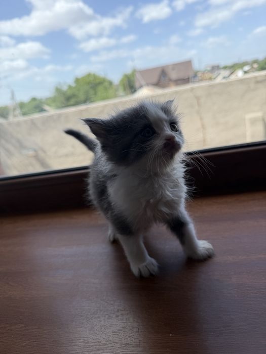 Котята красивые пушистики