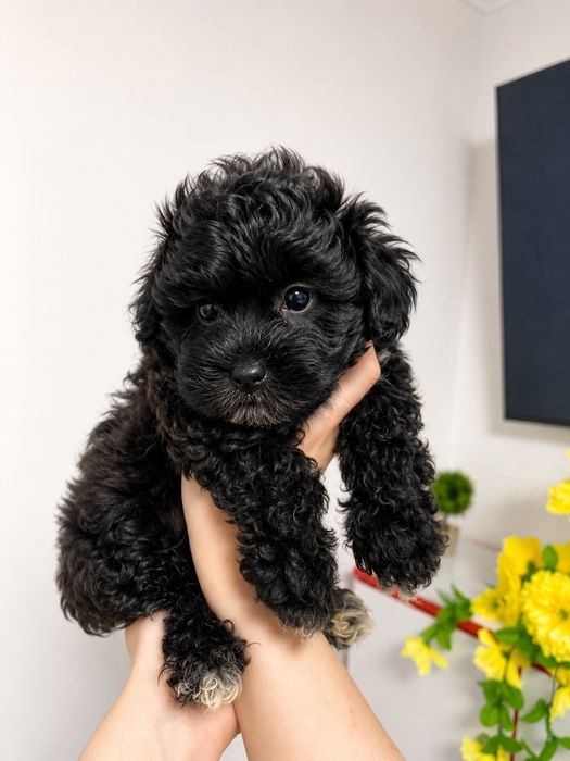 Caniche Poodle Mini Toy Vaccinați