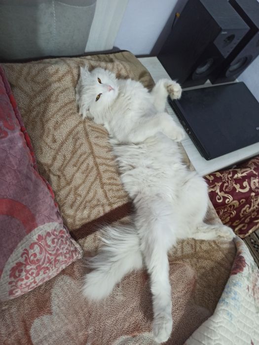 mushuk skottish fold