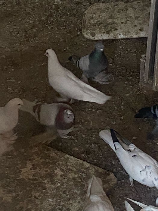 Продается бакинский взрослые