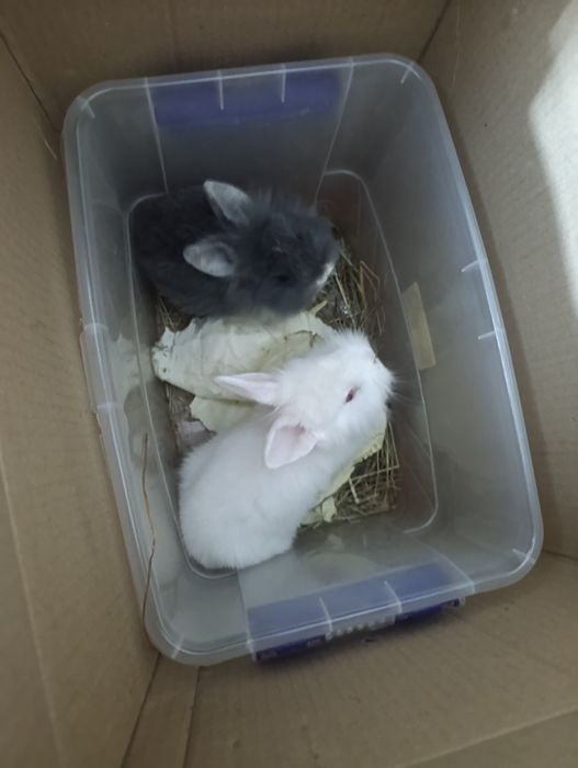 Продам декоративных кроликов