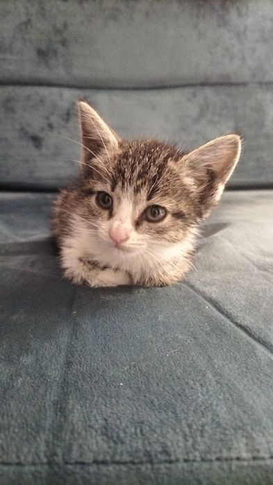 отдам котенка девочка