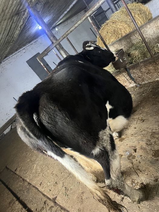 Vand vaca gestanta in luna a8