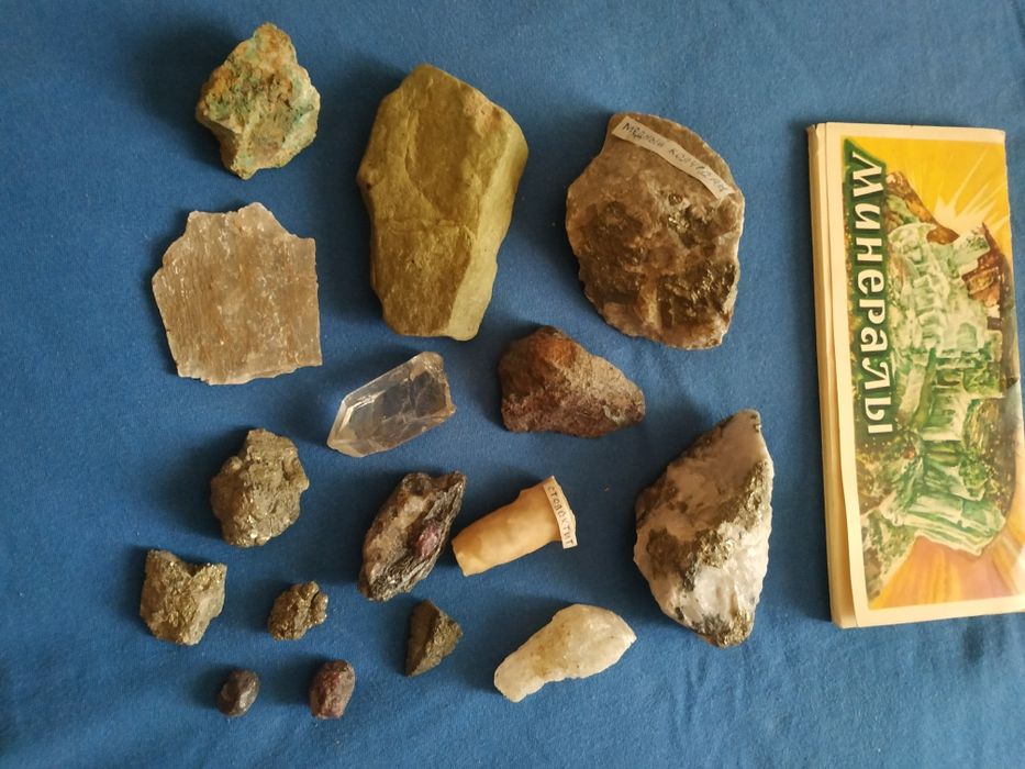 Окаменелости растений, моллюсков. Минералы.