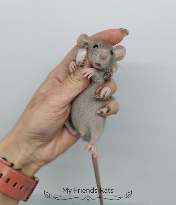 Декоративни плъхчета