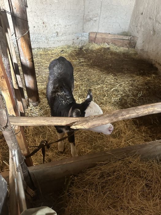 Корова с теленком