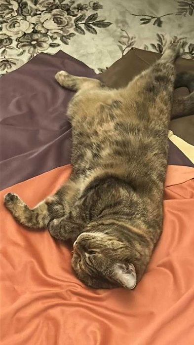 Кошка в добрые руки