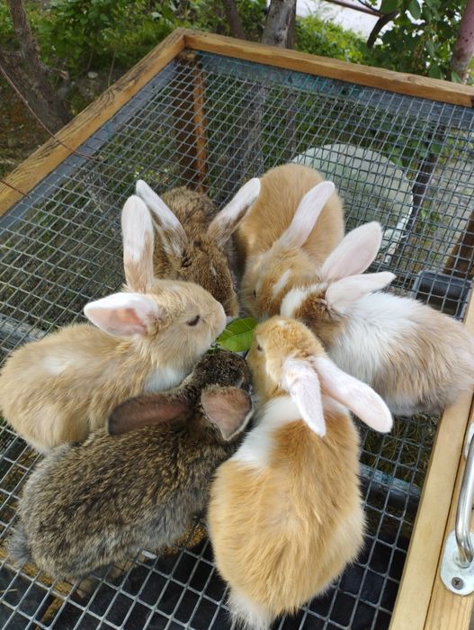 Продам  крольчат