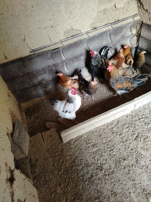 Жас қораз сатылады