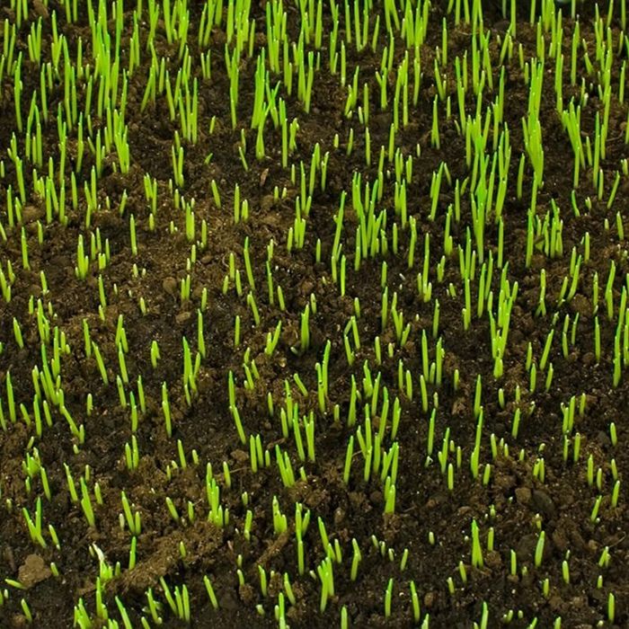 Газон. Посадка и уход.