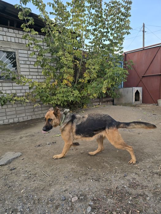 Продам немецкую овчаркау