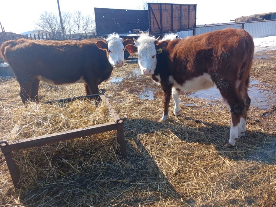 Продам двух телок