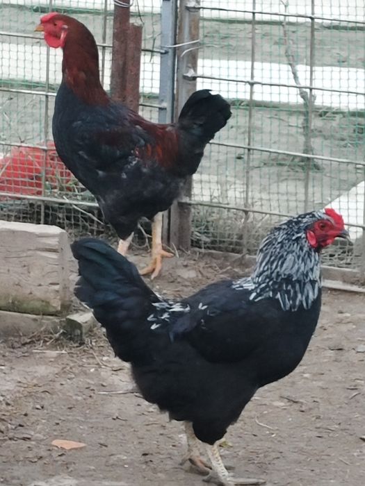 Петухи . 3 шт бар