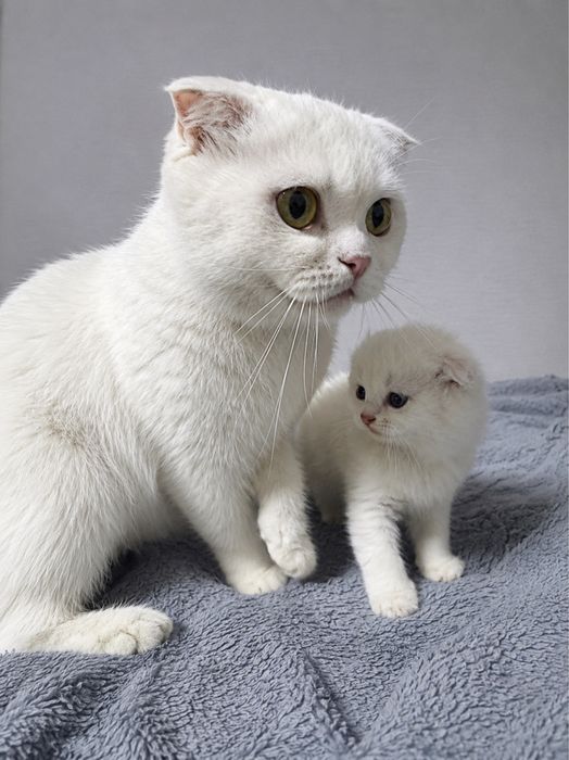 Вислоухий котенок девочка