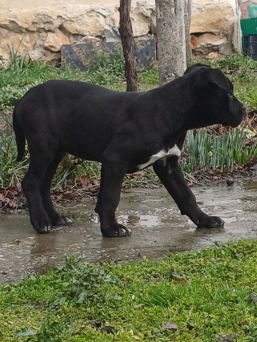 Кане корсо страхотно куче.