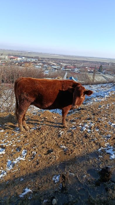 Vand Junici gestante in 6 luni