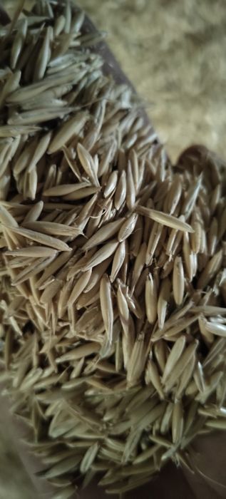 Продам Ячмень, пшеницу, овёс, отходы