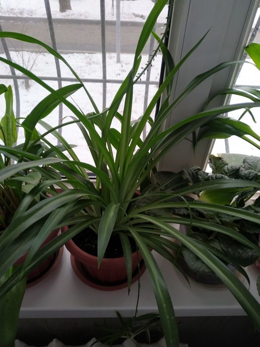 Комнатные растения