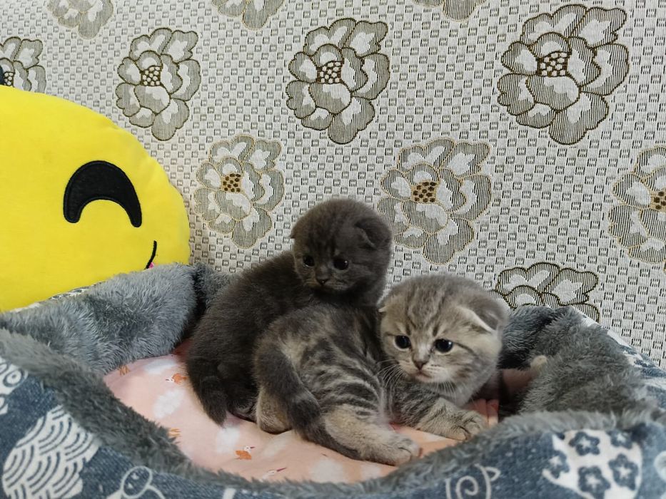 Скоттиш Фолд и Страйт.