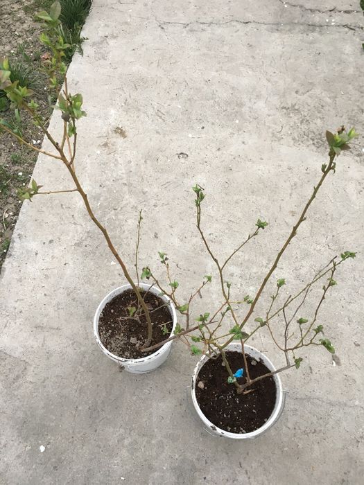 Саженцы голубики