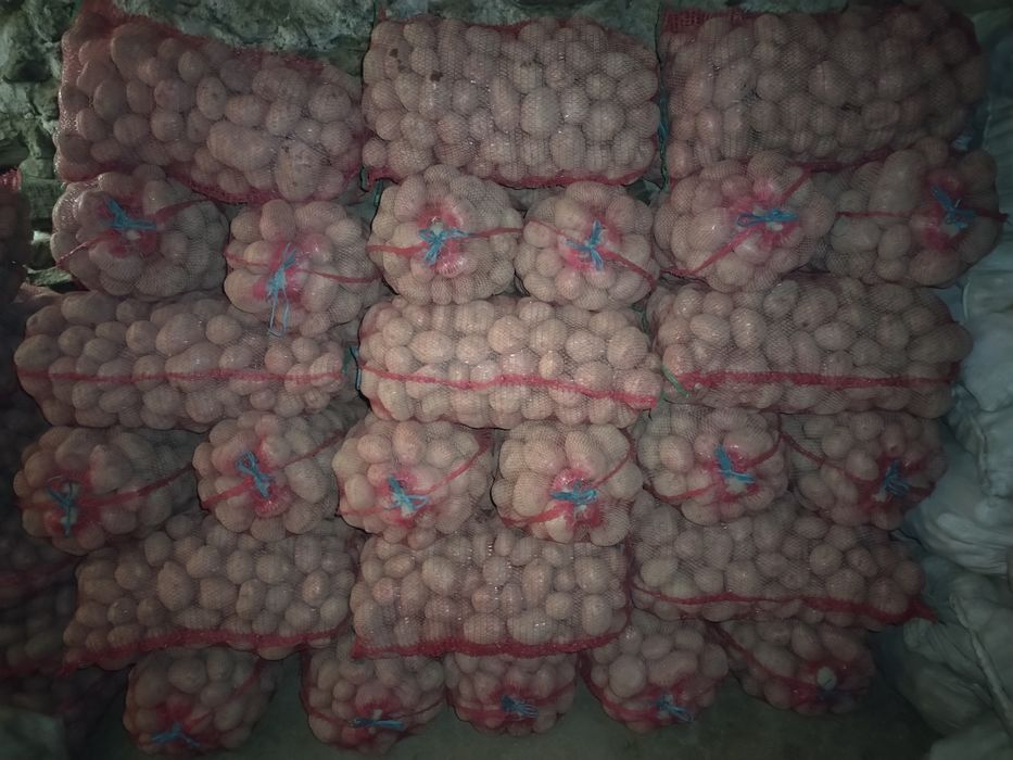 Cartofi de consum Bella Rosa