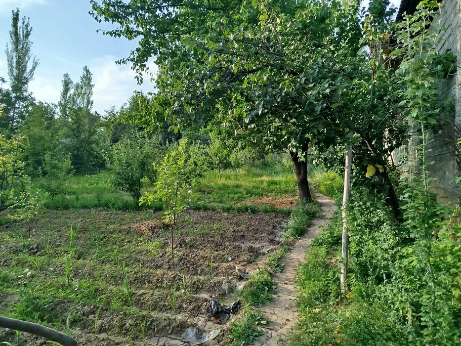 Yer sotiladi 6 soʻtix narxi kelishiladi