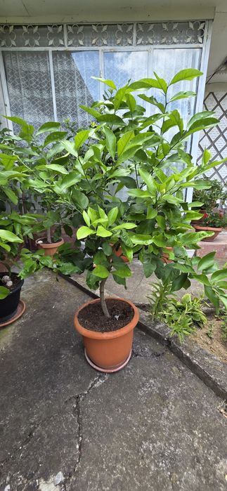 Lamâi altoit pom fructifer