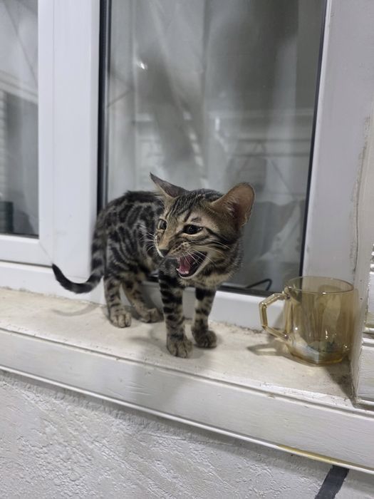 Bengal mushigi sotiladi 2 oylik Продайотся бенгальская  2 месяца